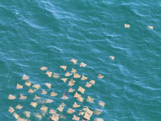 Marine Animals You Might See on Your Helicopter Flight